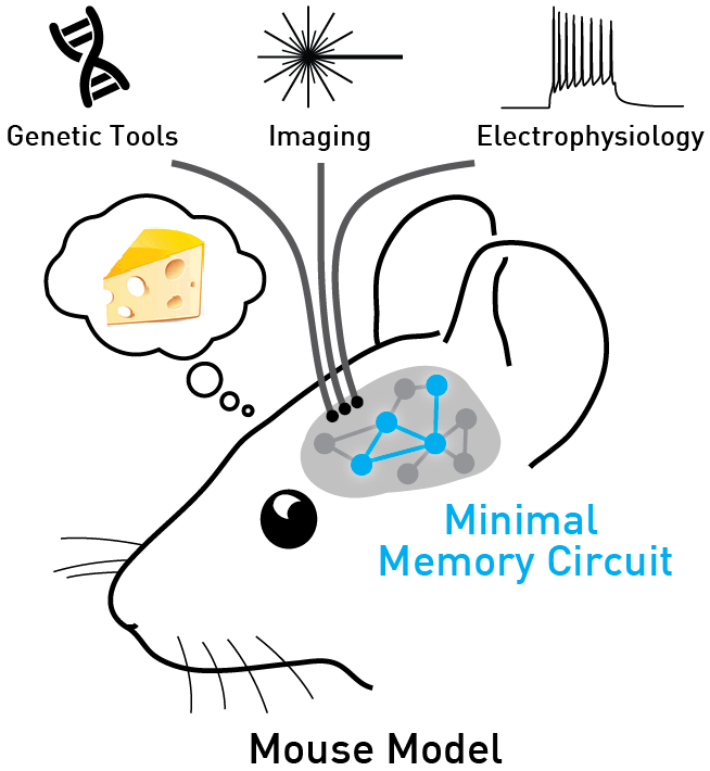 Schematic_Maz